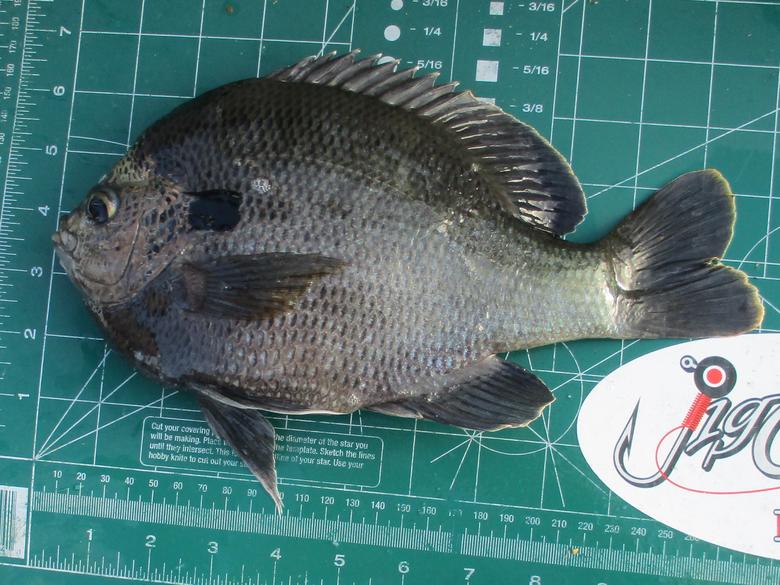 Izorline Fish Measure Decal California