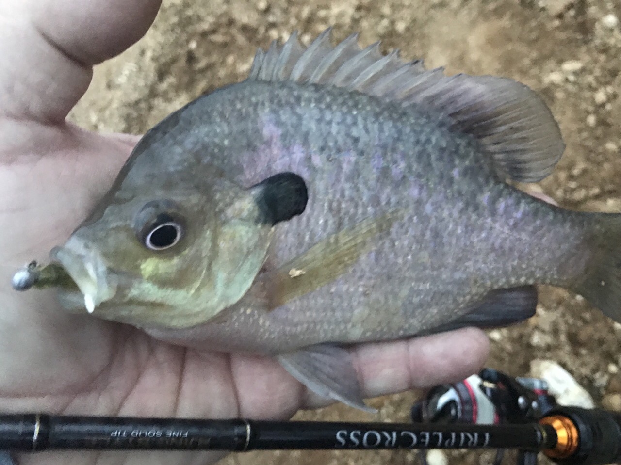 whats your fav bluegill rig