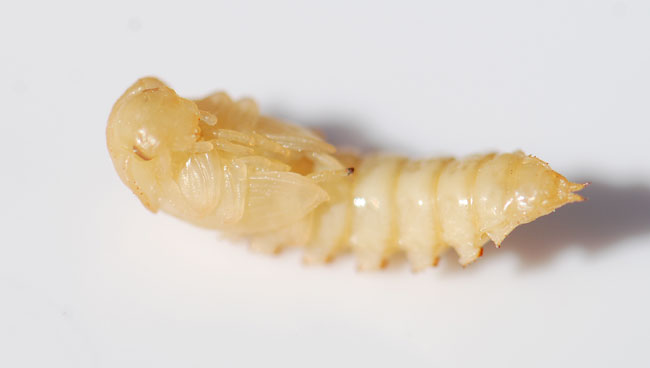 Name:  mealworm-pupa-282.jpg
Views: 1774
Size:  16.1 KB