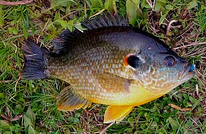 Name:  sunfish.jpg
Views: 388
Size:  68.5 KB