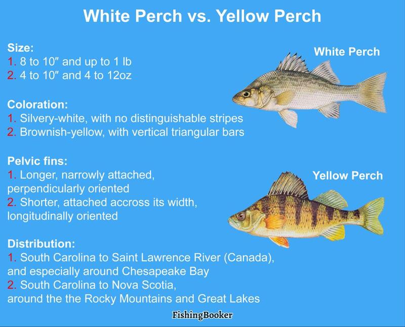 White perch and yellow perch taste the same? - Page 2