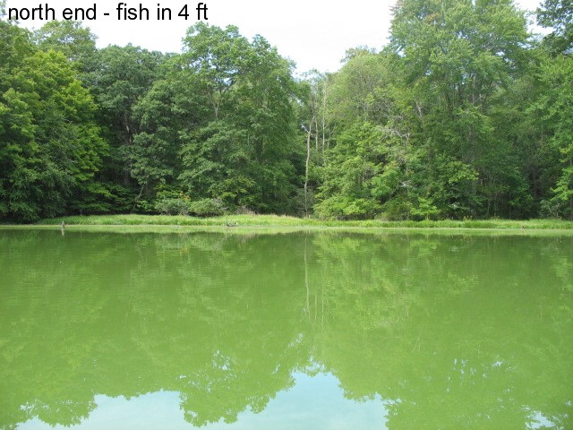 Name:  fish in north end.JPG
Views: 263
Size:  117.1 KB
