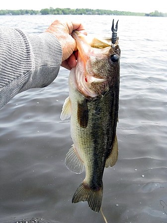 Name:  May 23 OL bass west shore taken on black claw.jpg
Views: 157
Size:  53.7 KB
