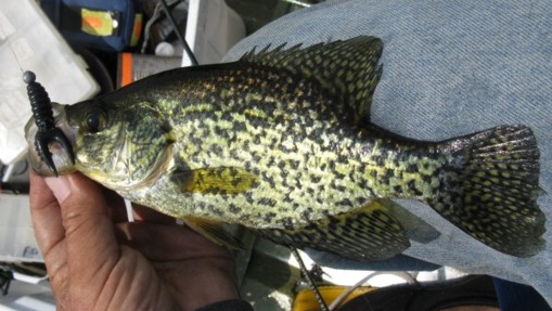 Name:  blk claw crappie.jpg
Views: 157
Size:  63.7 KB