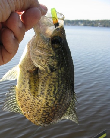 Name:  thick pill crappie a.JPG
Views: 308
Size:  53.6 KB