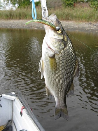 Name:  shad with paddle tail removed.jpg
Views: 175
Size:  46.7 KB