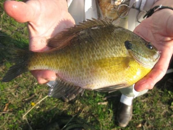 Name:  Iowa fishing 004 [Desktop Resolution].jpg
Views: 1301
Size:  42.4 KB