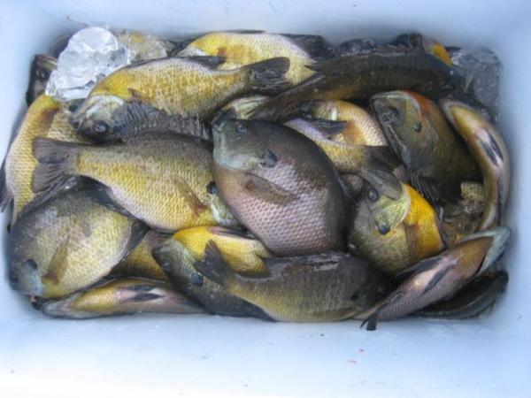 Name:  Iowa fishing 007 [Desktop Resolution].jpg
Views: 523
Size:  37.6 KB