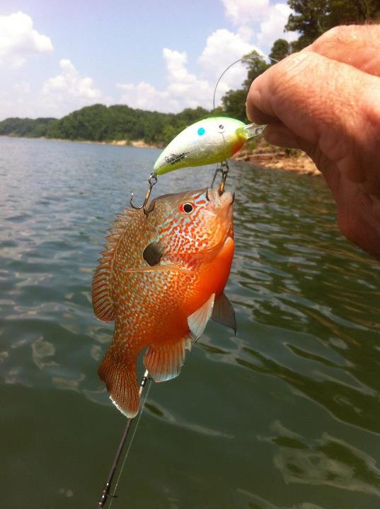 lures for bream