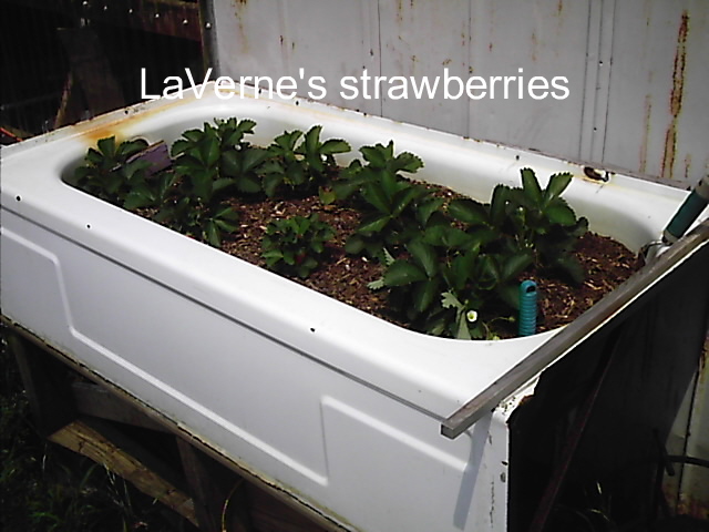 Name:  strawberry bed..jpg
Views: 2650
Size:  125.7 KB