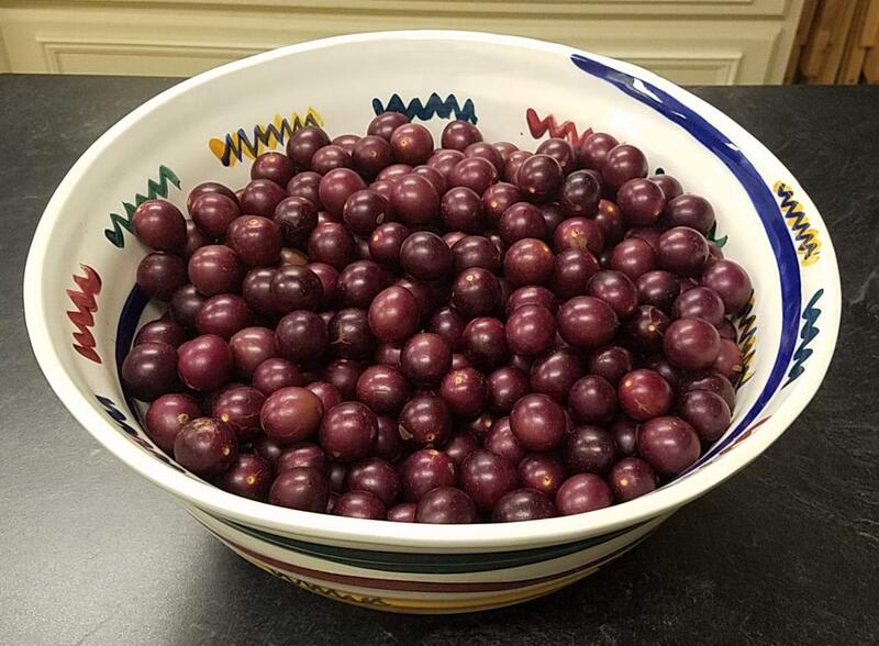 Name:  First Picking Muscadines.jpg
Views: 142
Size:  81.7 KB