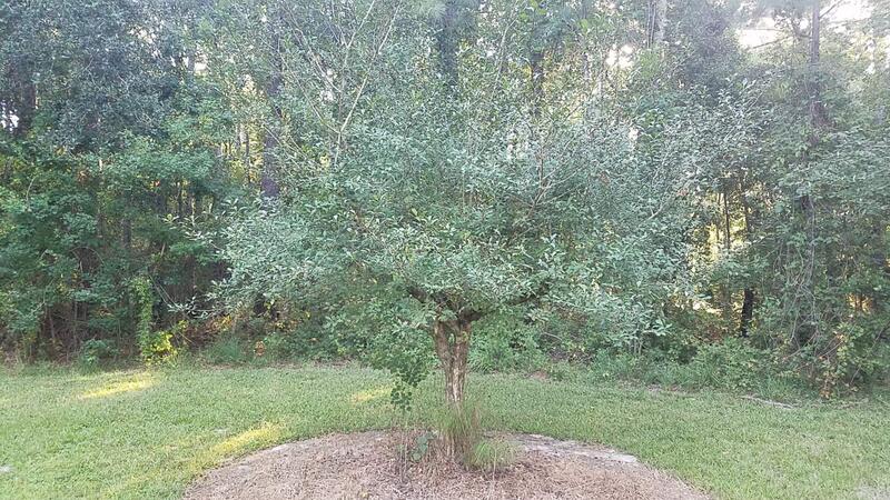Name:  Native Mayhaw Fully Topworked to Maxine 3yr Old.jpg
Views: 109
Size:  123.4 KB