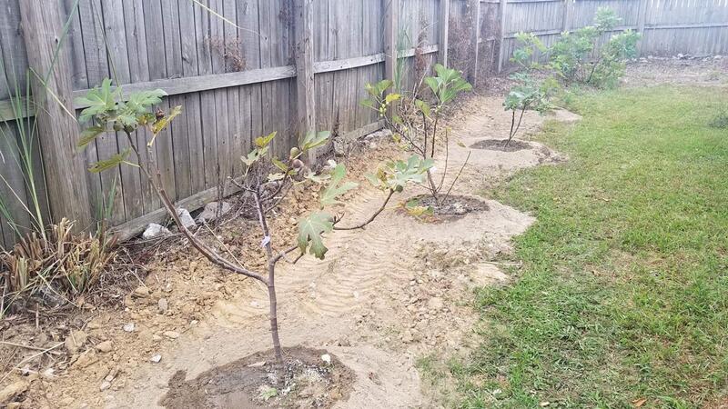 Name:  Todays Fig Tree Planting 1.jpg
Views: 81
Size:  102.5 KB