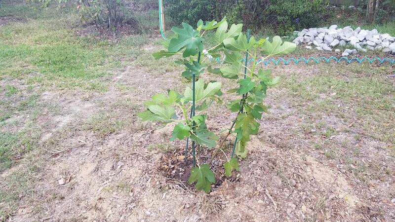Name:  Todays Fig Tree Planting 3.jpg
Views: 73
Size:  116.9 KB