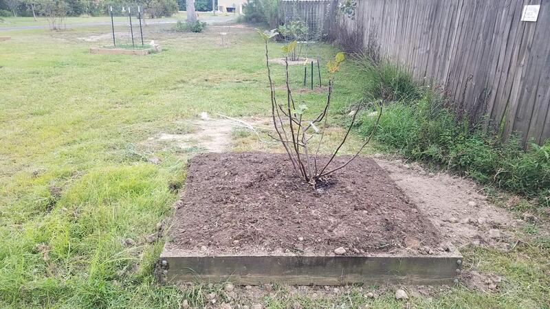 Name:  Todays Fig Tree Planting 4.jpg
Views: 39
Size:  101.3 KB