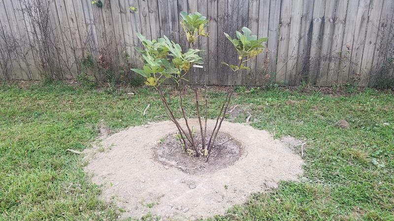 Name:  Todays Fig Tree Planting 5.jpg
Views: 40
Size:  105.7 KB