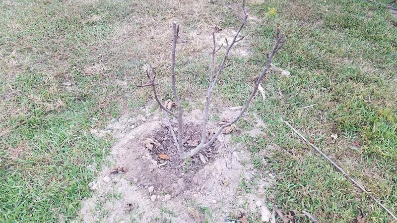 Name:  Todays Fig Tree Planting 6.jpg
Views: 75
Size:  132.5 KB