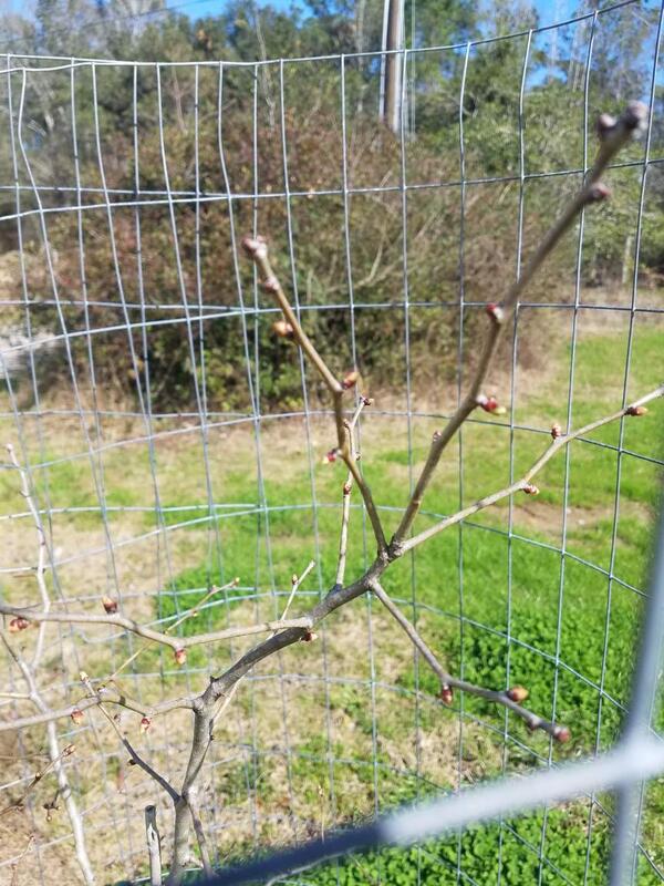 Name:  Surprise Mayhaw Buds Swelling.jpg
Views: 87
Size:  100.0 KB