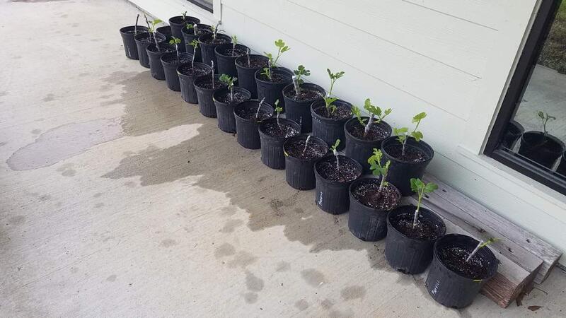 Name:  Potted 25 Rooted Fig Cutting.jpg
Views: 70
Size:  54.7 KB
