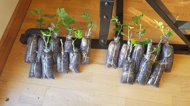 Name:  17 More Fig Trees Ready to Pot.jpg
Views: 80
Size:  70.9 KB