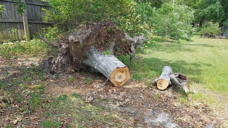 Name:  Tree Stump Twisted Out.jpg
Views: 34
Size:  128.4 KB