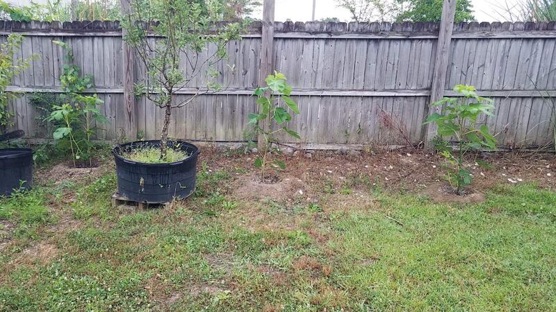 Name:  New Fig Tree Planting 4.jpg
Views: 13
Size:  110.7 KB