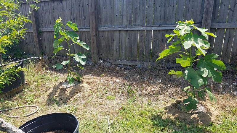 Name:  New Fig Tree Planting 5.jpg
Views: 13
Size:  104.8 KB
