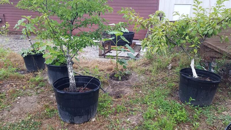 Name:  New Fig Tree Planting 6.jpg
Views: 13
Size:  116.0 KB