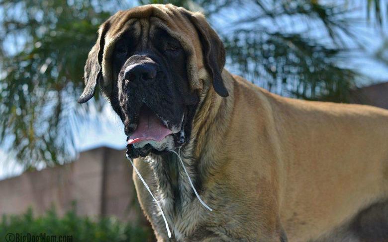 Name:  Big-Dog-Sulley-Mastiff-1024x640.jpg
Views: 227
Size:  53.5 KB