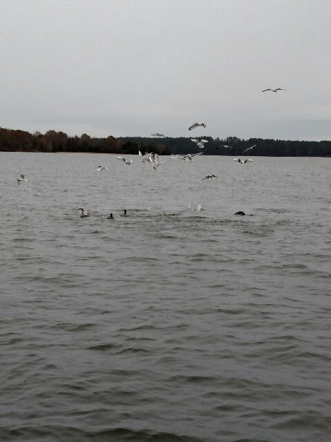 Name:  gulls.png
Views: 440
Size:  272.5 KB