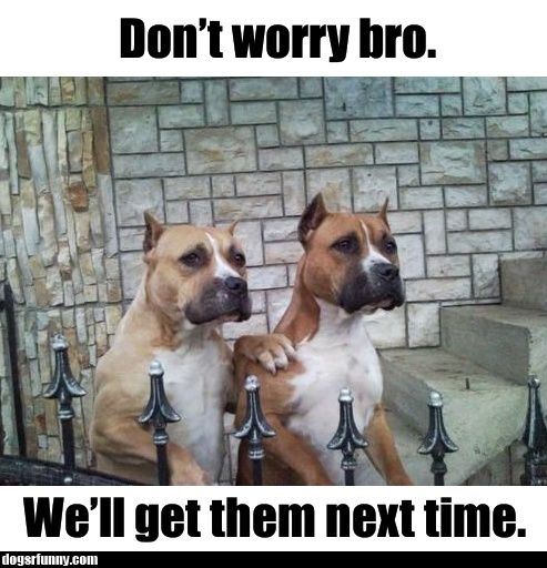 Name:  Dont_worry_bro_well_get_them_next_time_dogsrfunny.jpg
Views: 171
Size:  177.4 KB
