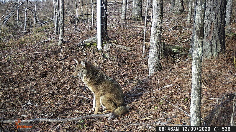 Name:  coyote 6.jpg
Views: 353
Size:  161.2 KB