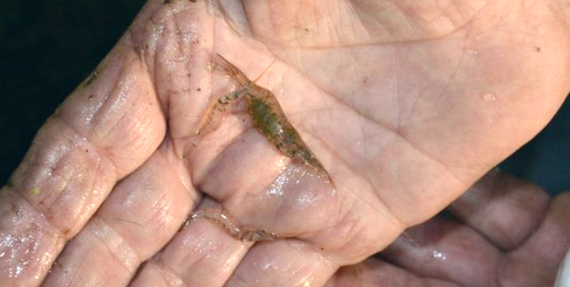 Name:  grass shrimp.png
Views: 1040
Size:  731.5 KB