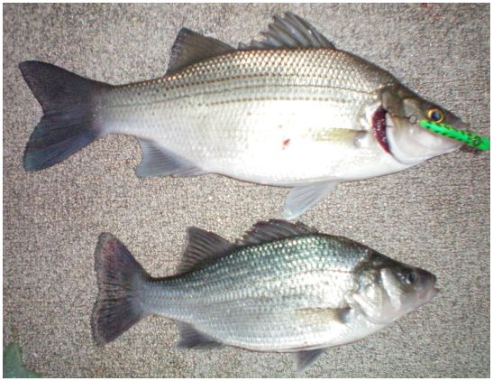 can you prove white perch is killing crappie? - Page 2