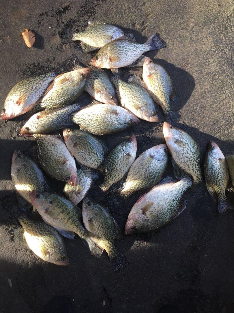 5 to 8 foot deep Melton Hill Crappie!!!!!!