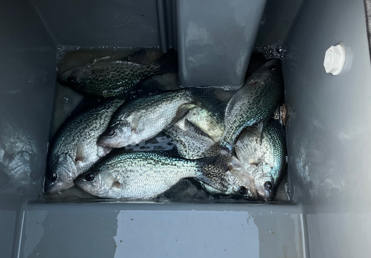 Name:  crappie 111223.png
Views: 316
Size:  538.8 KB