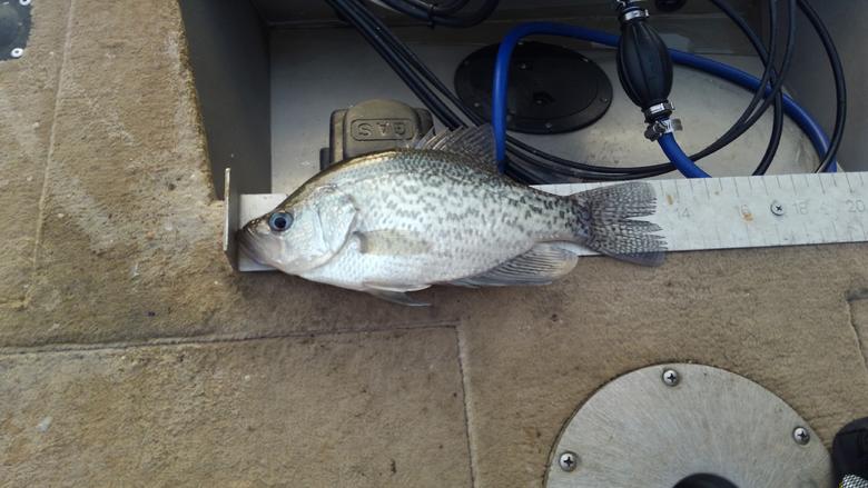 Name:  crappie-moss.jpg
Views: 585
Size:  52.2 KB