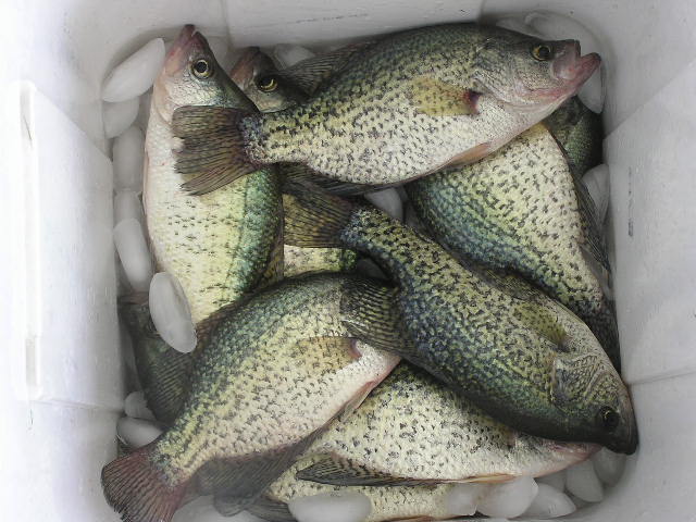 Name:  Ft.GibsonCrappie.JPG
Views: 2647
Size:  73.7 KB