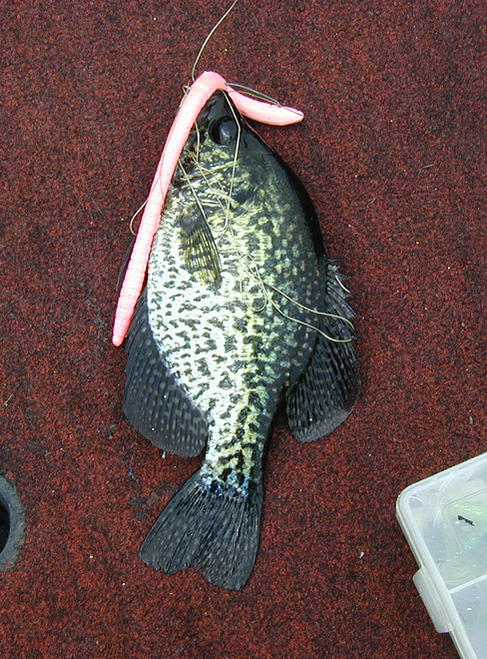 Name:  crappie pink 8 in worm.jpg
Views: 638
Size:  105.7 KB