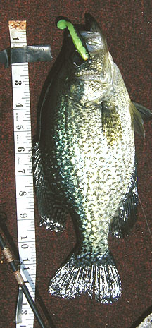 Name:  12 inch crappie on cut down sassy shad 52706.jpg
Views: 603
Size:  46.7 KB