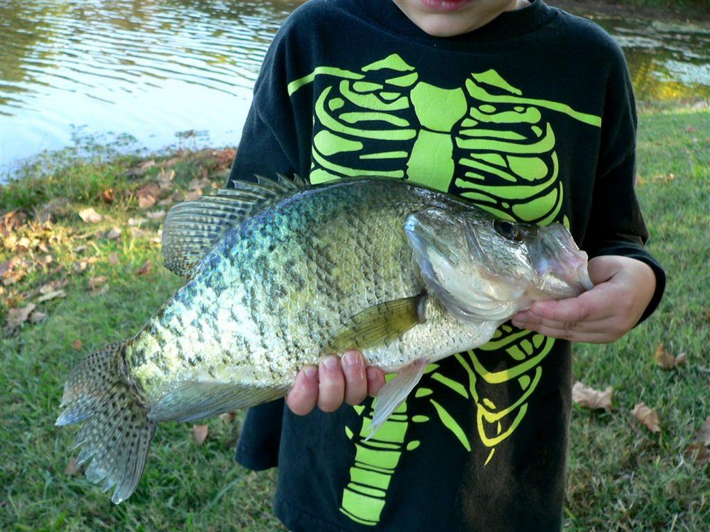 Name:  awesome crappie.jpg
Views: 488
Size:  143.4 KB