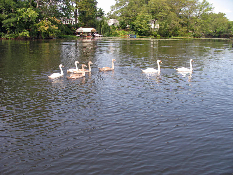 Name:  Swan Family.jpg
Views: 238
Size:  119.8 KB