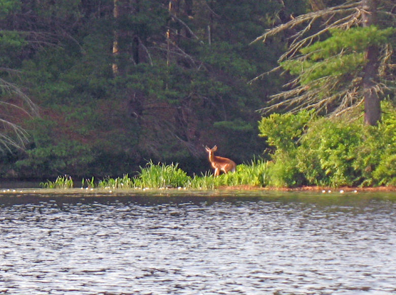 Name:  Deer.jpg
Views: 152
Size:  114.0 KB