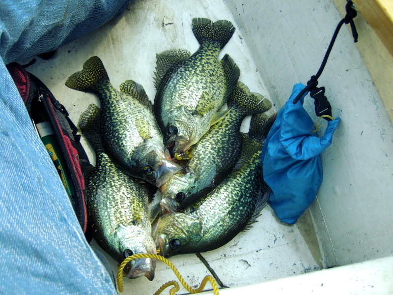 Name:  FiveCrappies.jpg
Views: 165
Size:  190.9 KB