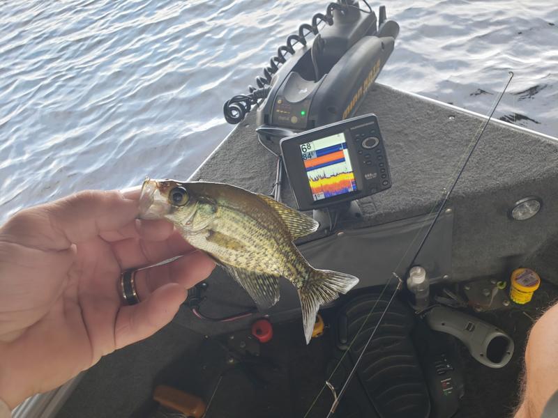 Name:  small crappie.jpg
Views: 886
Size:  64.4 KB