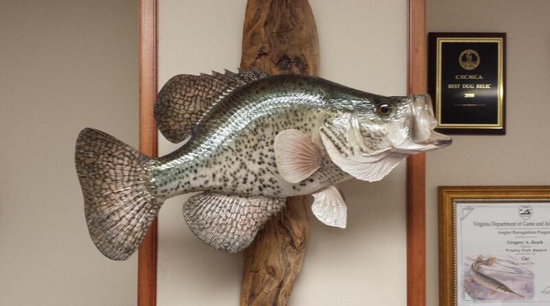 Name:  cropped crappie.jpg
Views: 208
Size:  45.4 KB