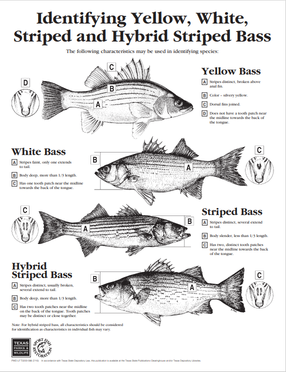 Name:  white bass ID.PNG
Views: 1081
Size:  231.5 KB
