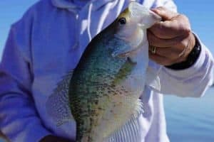 Read more about the article Is Live Sonar Technology Fishing Bad for Crappie Fishing by Brad Wiegmann