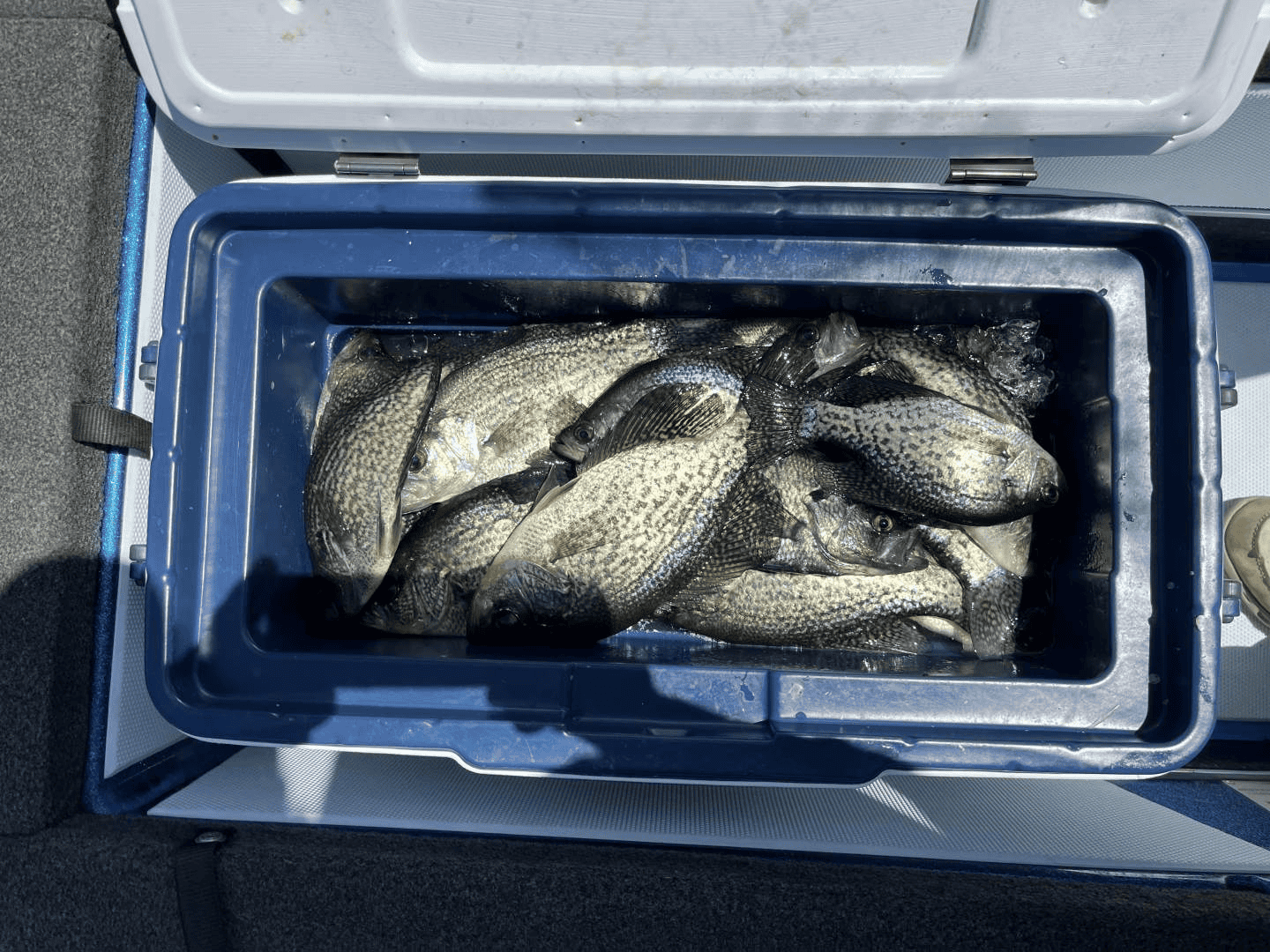 Read more about the article April Fools 2026 Ross Barnett