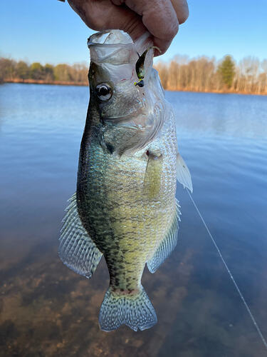 Read more about the article I won 2 fishing 🎣 awards with white crappies this year